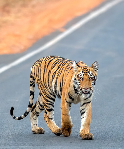 about-tadoba-national-park