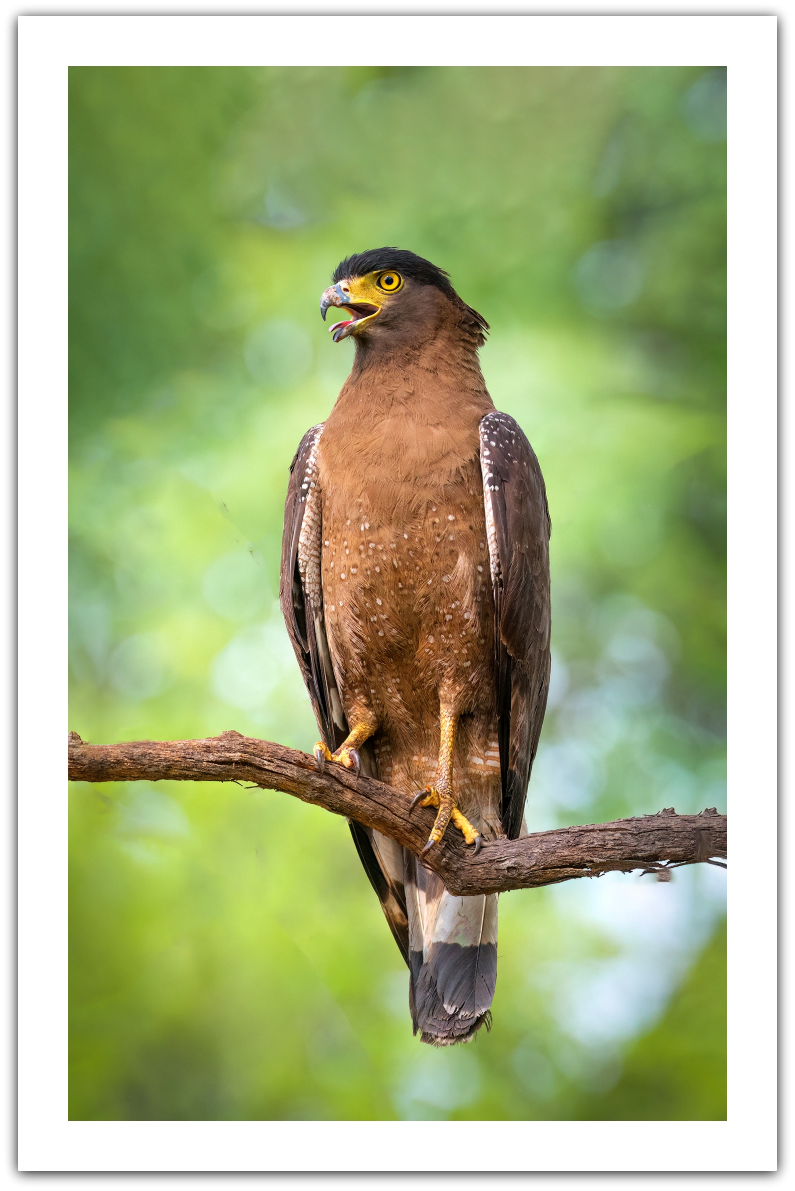 Crested serpent eagle at Tadoba
