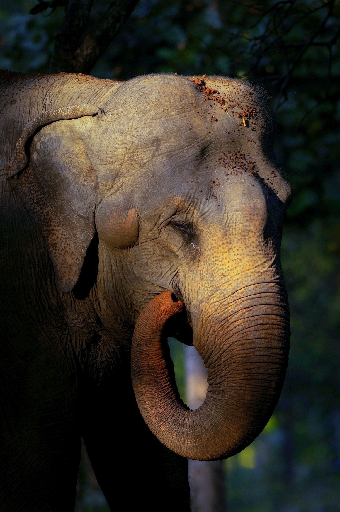 Elephant at Tadoba