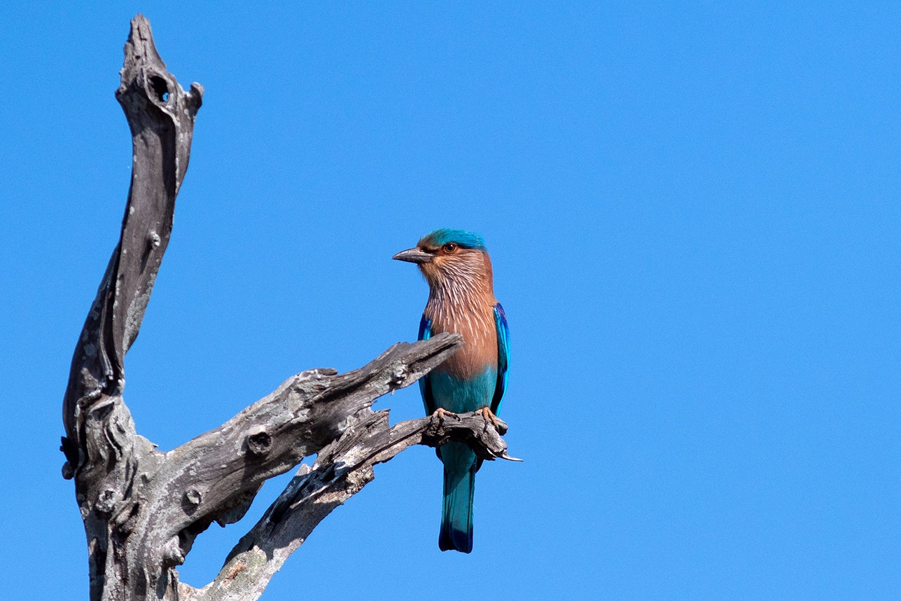 Indian roller at Tadoba