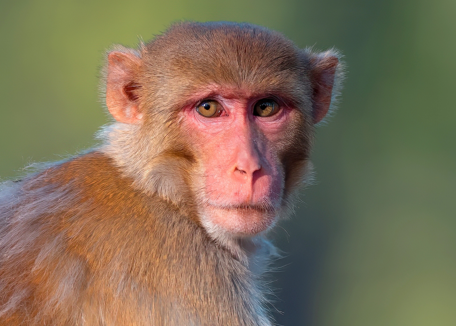 Monkey at Tadoba