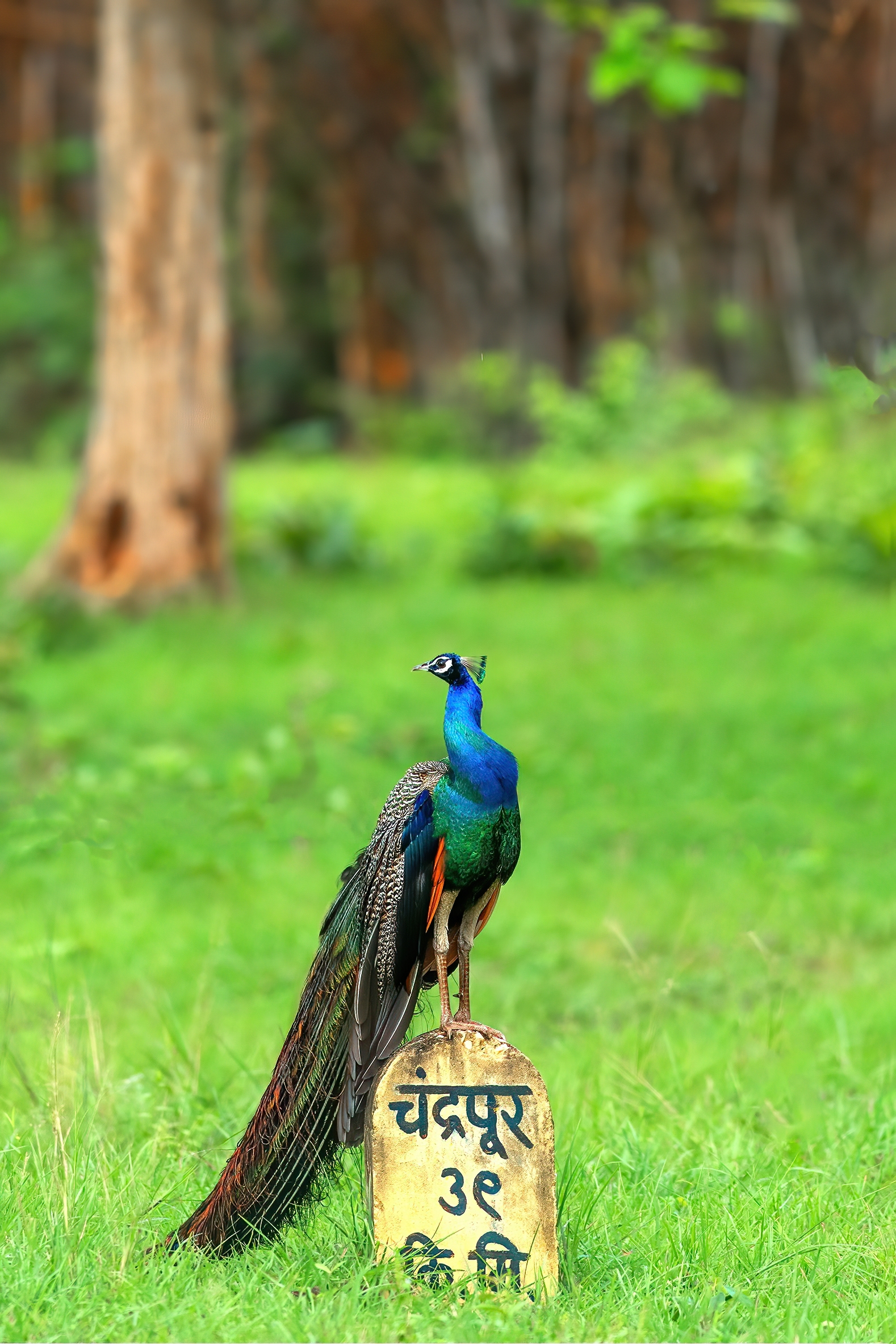 Peacock at Tadoba