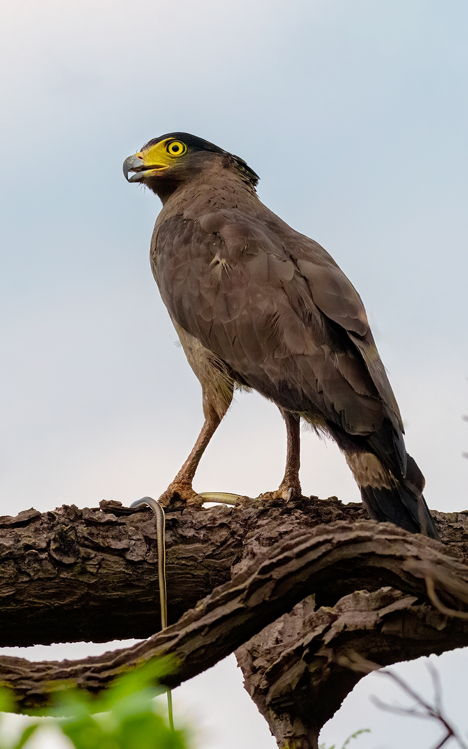 Serpent eagle at Tadoba
