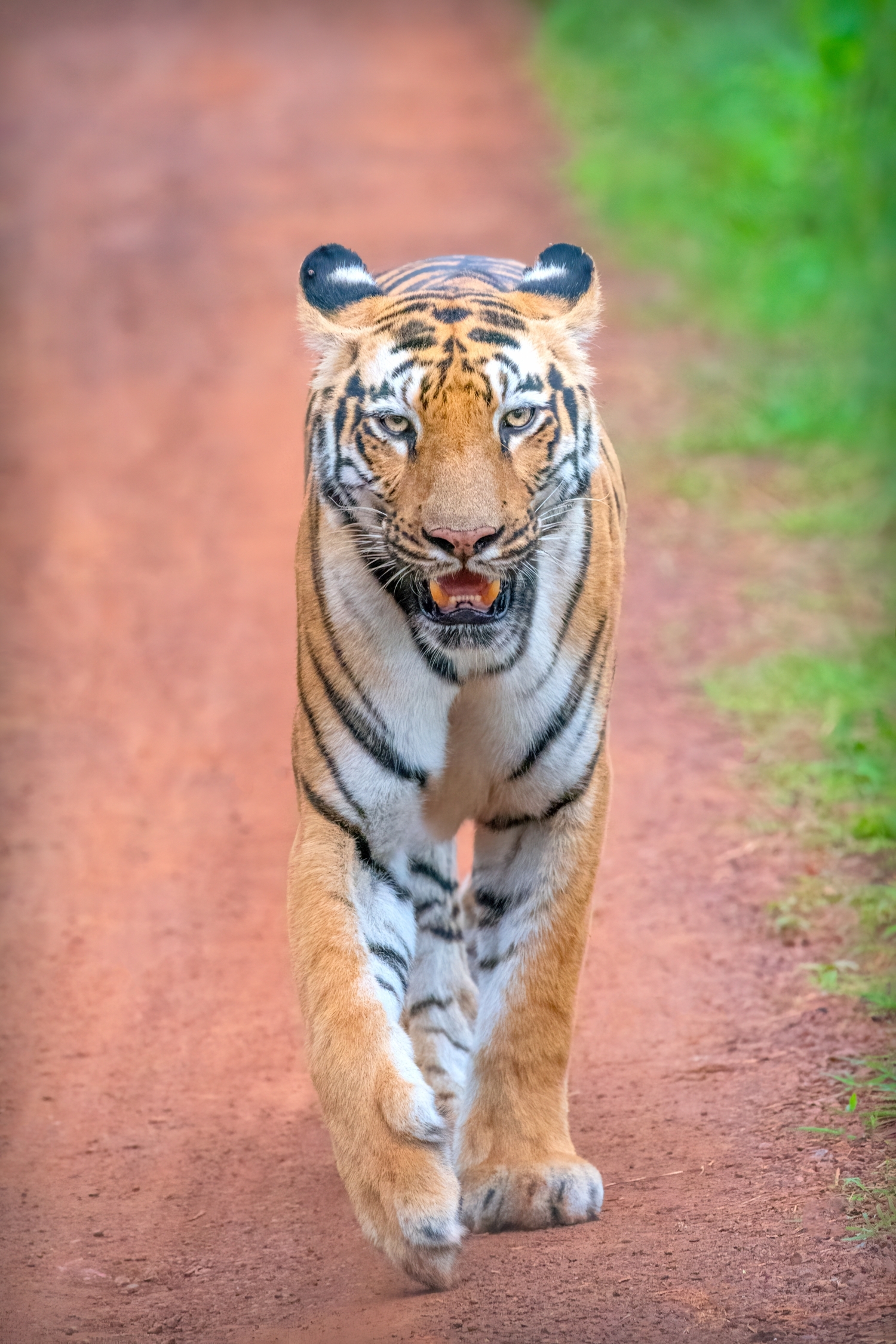 Tiger in Tadoba National Park