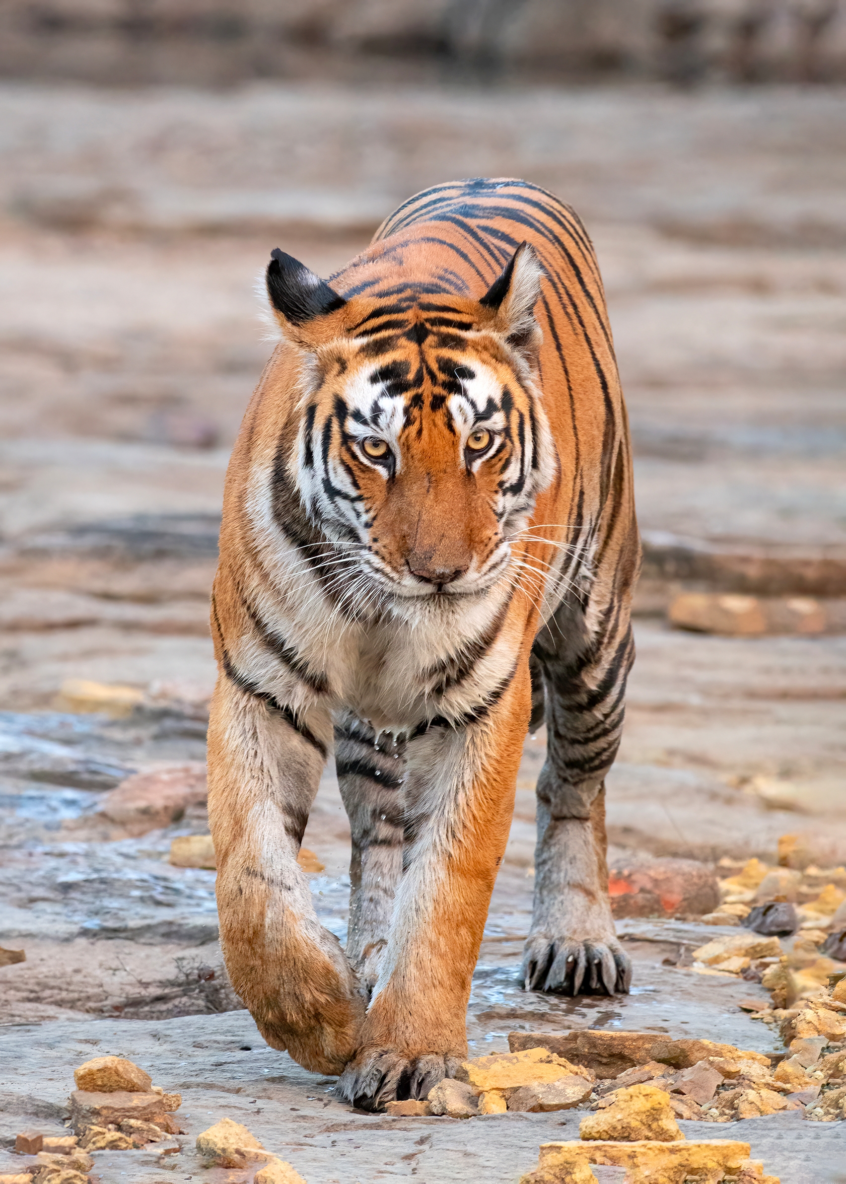 Tiger on Tadoba jungle safari