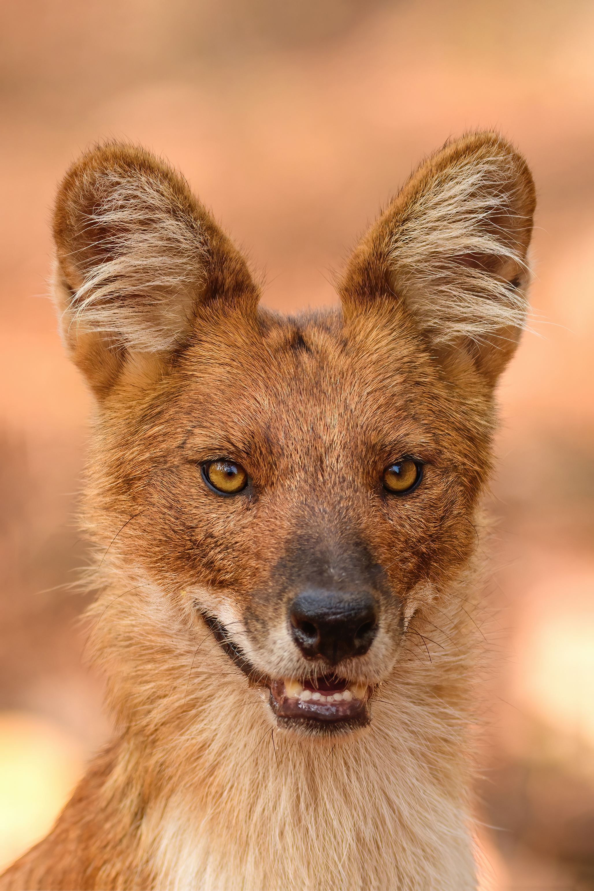 Wild dog at Tadoba